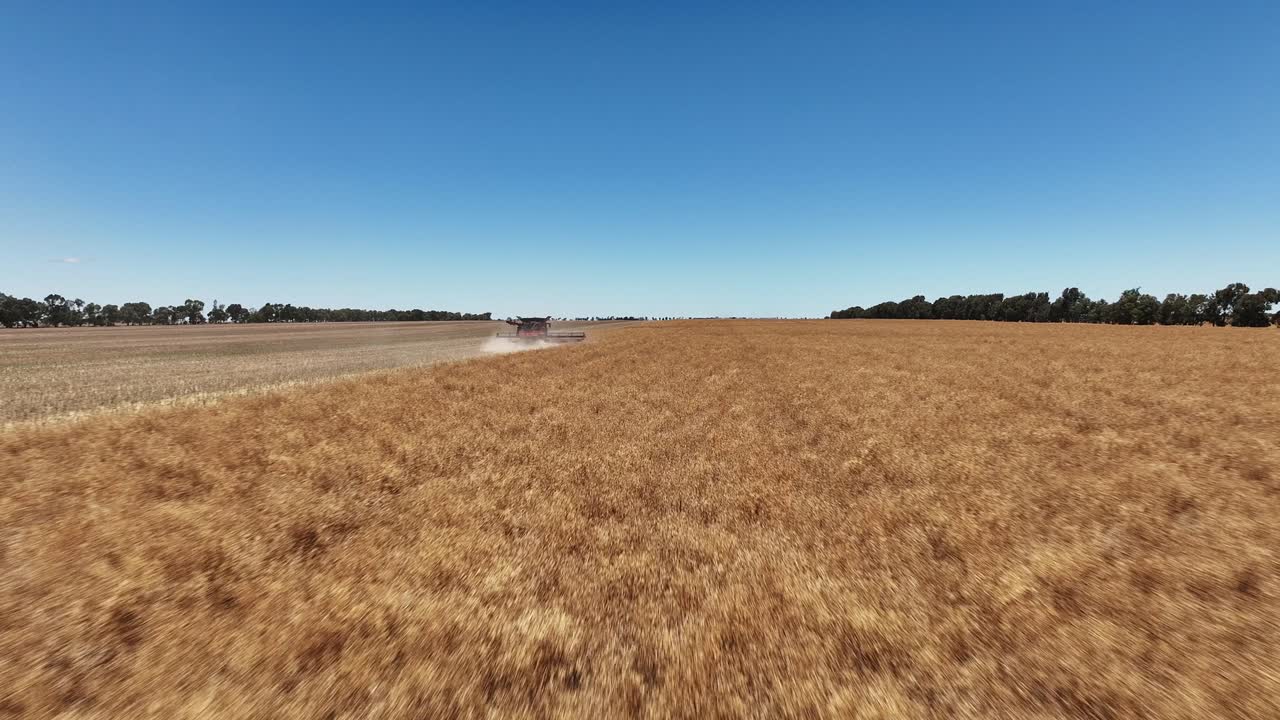 Step into the world of cutting-edge machinery during a large-scale canola harvesting operation