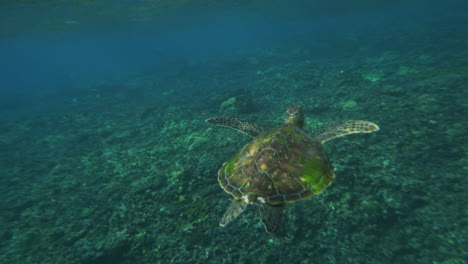 sea turtle glides floating in clear ocean water with light beams refracting across shell