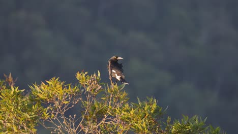 pájaro currawong encaramado en la rama de un eucalipto