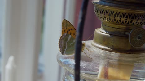 mariposa sentada en una lámpara de aceite en suecia