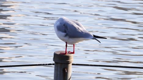 seagull standing still on a wooden post