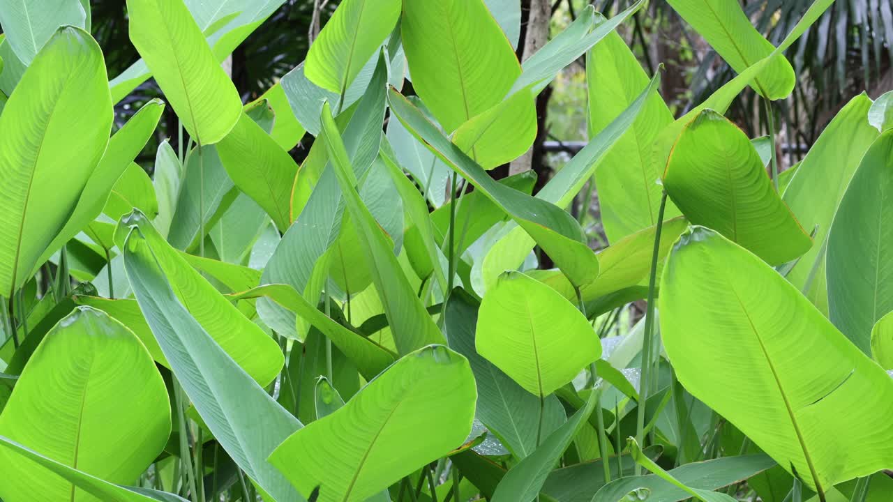 초록색 식물들이 부드럽게 흔들리는 타임스