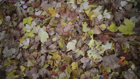 leaves falling down into a pile on the floor during the autumn season