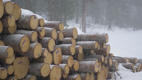 round timber logs stack scourged by a harsh swedish winter blizzard - medium static shot