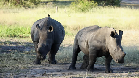 small family of endangered white rhinos on african savannah, dehorned for their protection against poaching