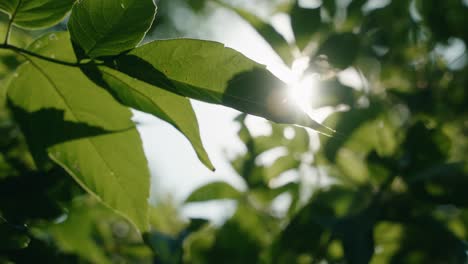 sunlight shining through leaves in a quiet countryside, north america, quebec, montreal, canada.