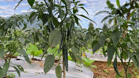 green chili peppers on a plant. healthy green leaves surround the chili. chili plantation.