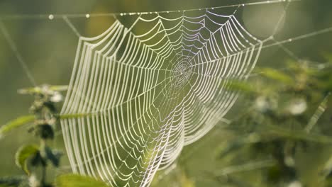 spider web full with morning dew water drops in sunrise light