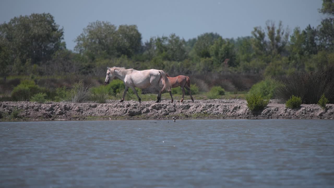 caballo camargue salvaje con potro caminando en la orilla del humedal del río, francia