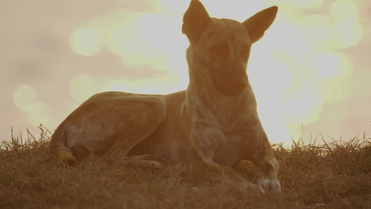 perro viviendo solo en la playa con el atardecer