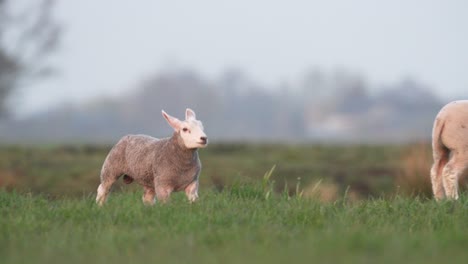 cámara lenta disparó corderos juveniles corriendo en el pasto con la familia - cerrar