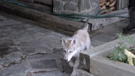 Paseando-A-Un-Bebé-Lobo-Gris