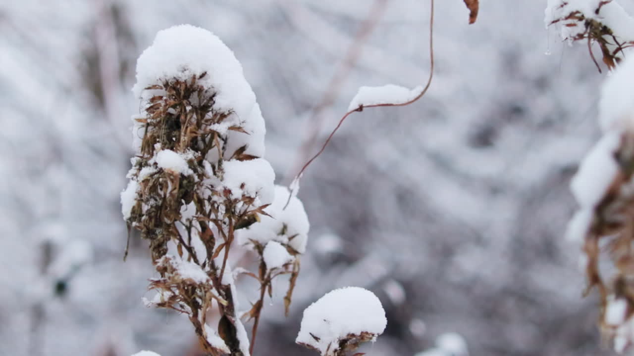 Snow-covered plants in winter