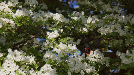 Red-Admiral-Collecting-Nectar-on-English-Hawthorn-Tree-in-Blossom,-Dartmoor-UK