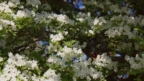 Red Admiral Collecting Nectar on English Hawthorn Tree in Blossom, Dartmoor UK