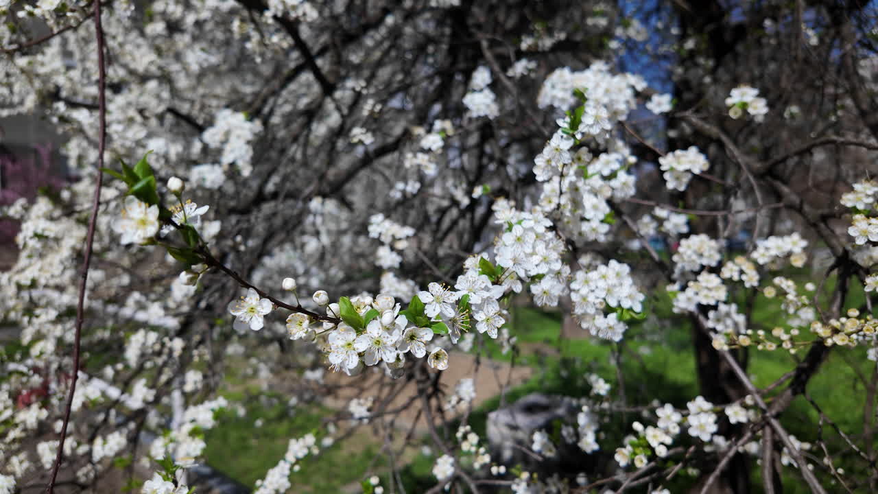 Closeup of white cherry blossoms in full bloom