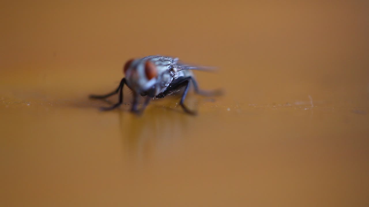 cerrar la mosca doméstica común sobre la mesa