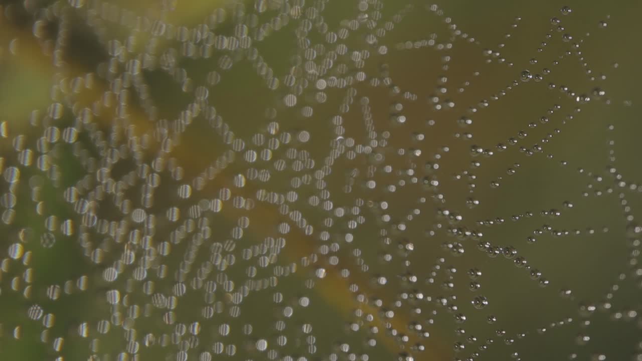 Macro Photography of Dew Drops on a Spiderweb