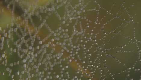 macro photography of dew drops on a spiderweb