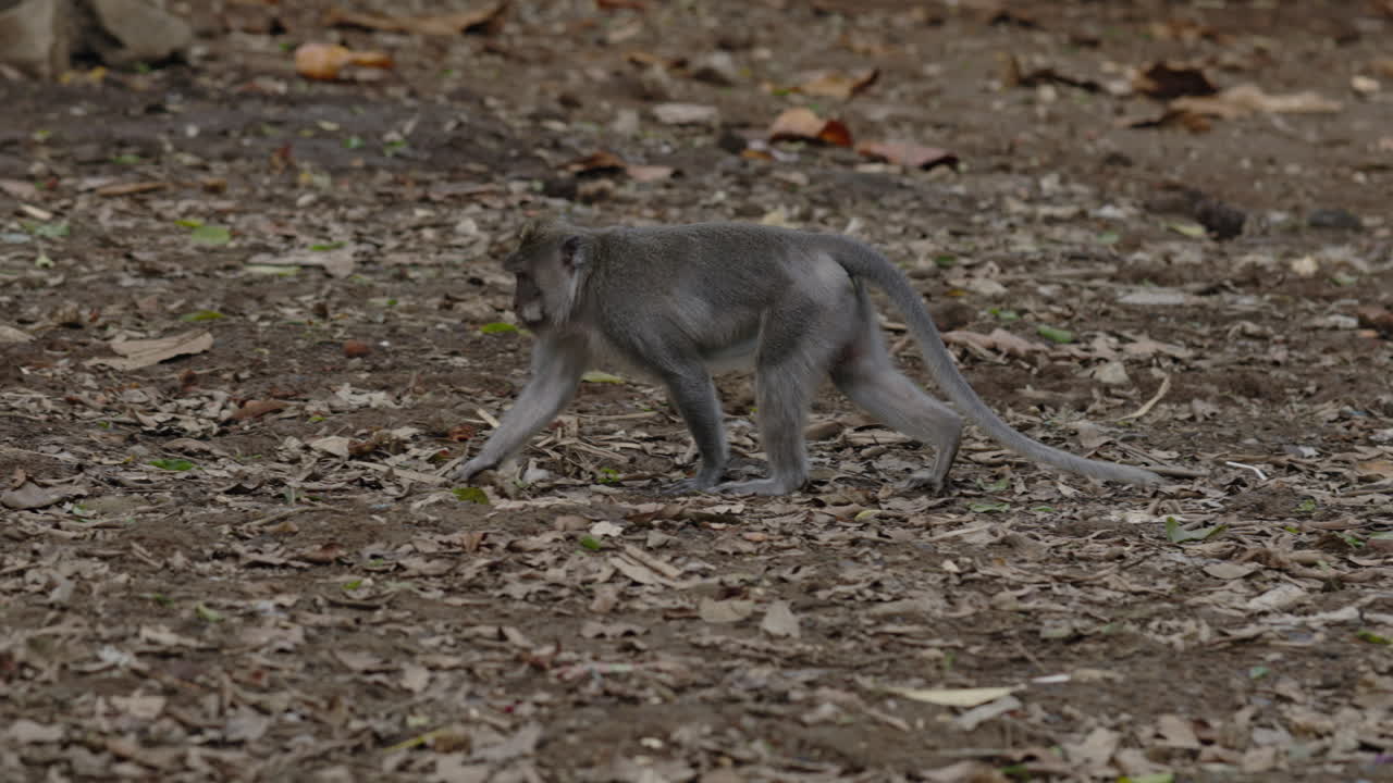 Scimmia grigia in una foresta
