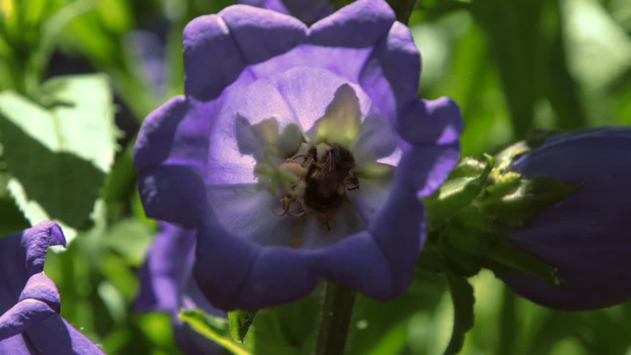 abejas en flores de campana moradas