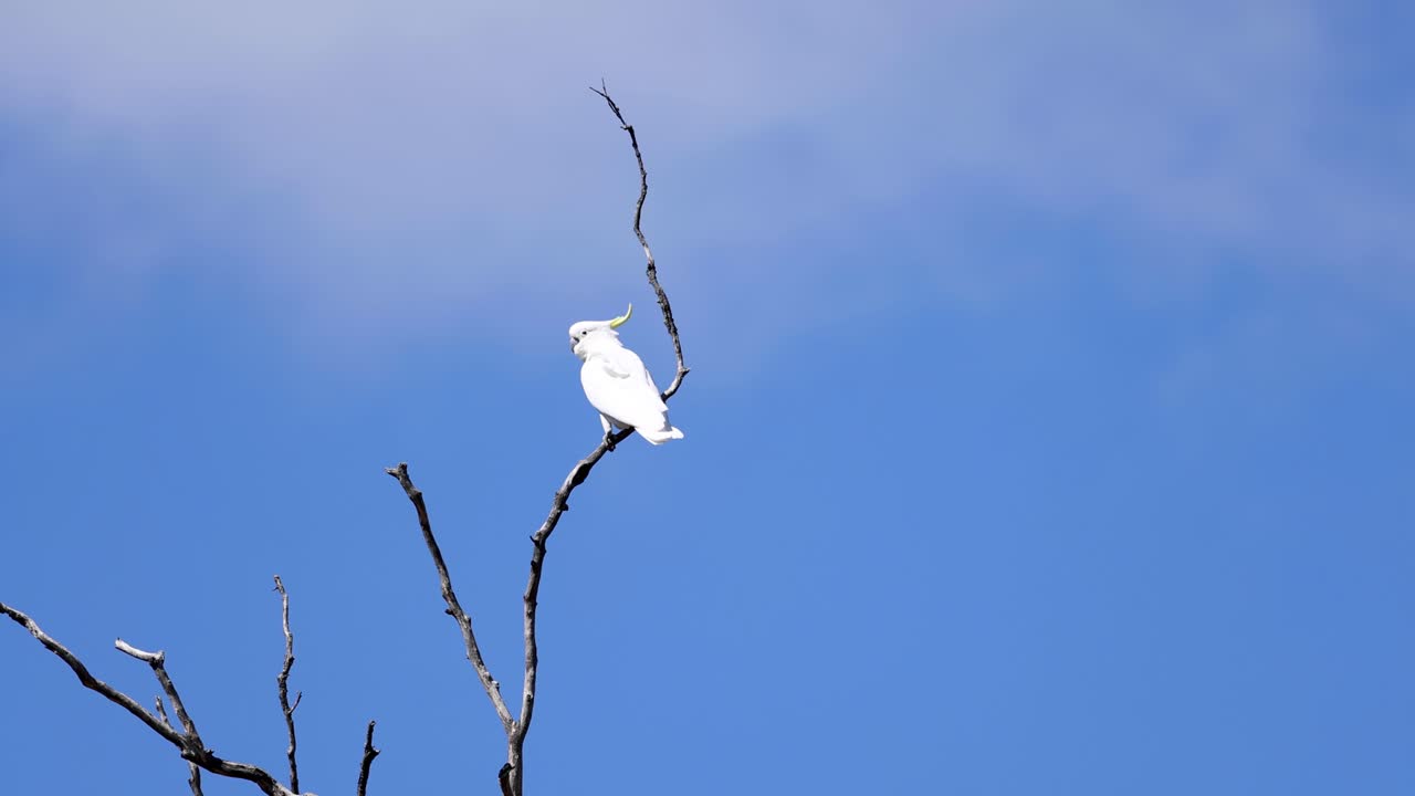 la cacatúa despega de la rama hacia el cielo azul
