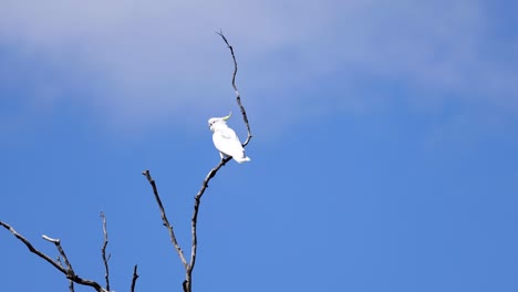 cockatoo takes off from branch into blue sky