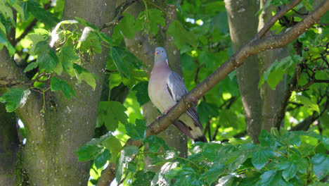 wood pigeon perched in a tree high up on a swaying branch with sunlight illuminating the canopy