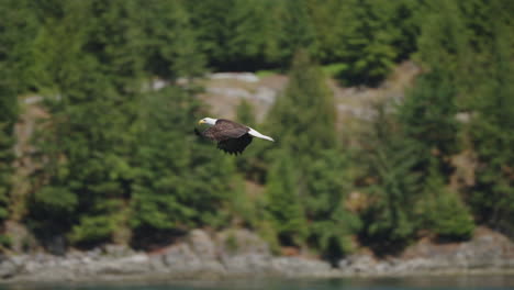 An-Eagle-flying-in-British-Columbia-Canada-over-the-ocean-looking-for-fish