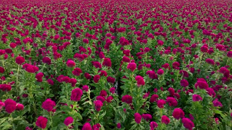 imágenes aéreas de un cultivo de flores de terciopelo en méxico