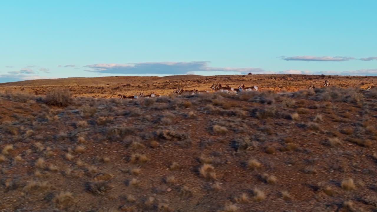 Aerial tracking left of pronghorn antelope navigating running across rugged desert terrain outside Moab, Utah