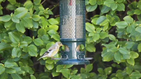 American-Goldfinch---House-Sparrow-At-A-Bird-Feeder,-Urban-Backyard