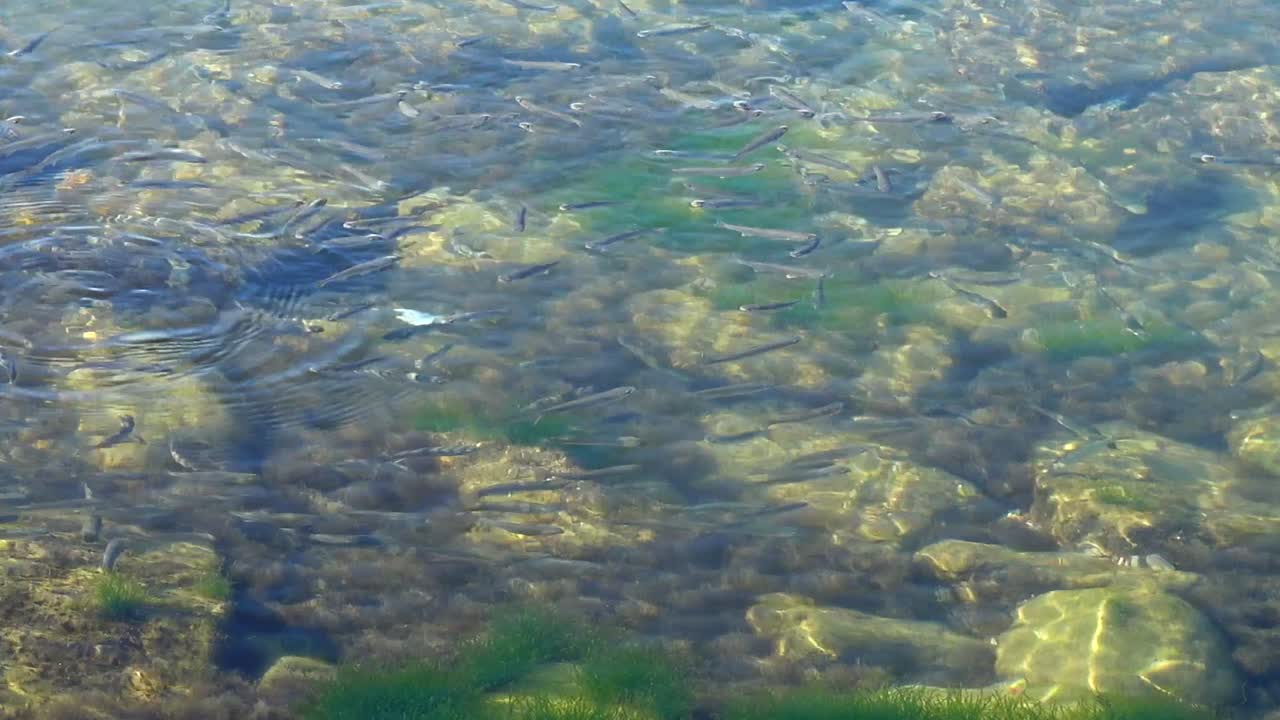 Banco di pesci nel mare. Pesci sott'acqua.