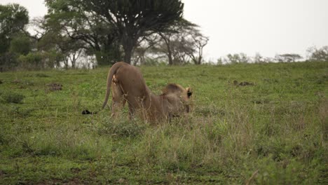 young black mane lion facing right has big stretch on african savanna