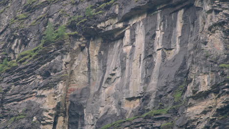 bearded vulture sitting on a mountain.