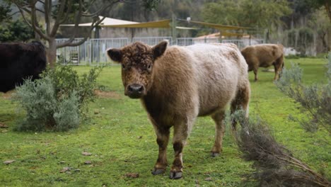 Slow-motion-shot-of-cute,-fluffy,-highland-cow-lifts-ear-and-looks-toward-camera-on-farm