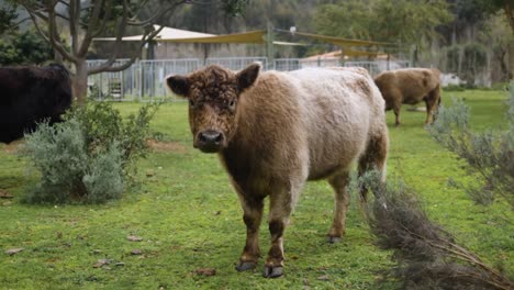 toma en cámara lenta de vaca linda, esponjosa y de las tierras altas levanta la oreja y mira hacia la cámara en la granja