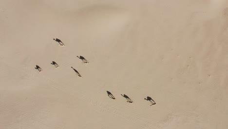 aerial drone shot of a camel herd walking slowly in the hot dry arabian desert