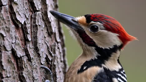 close-up of a great spotted woodpecker on a tree