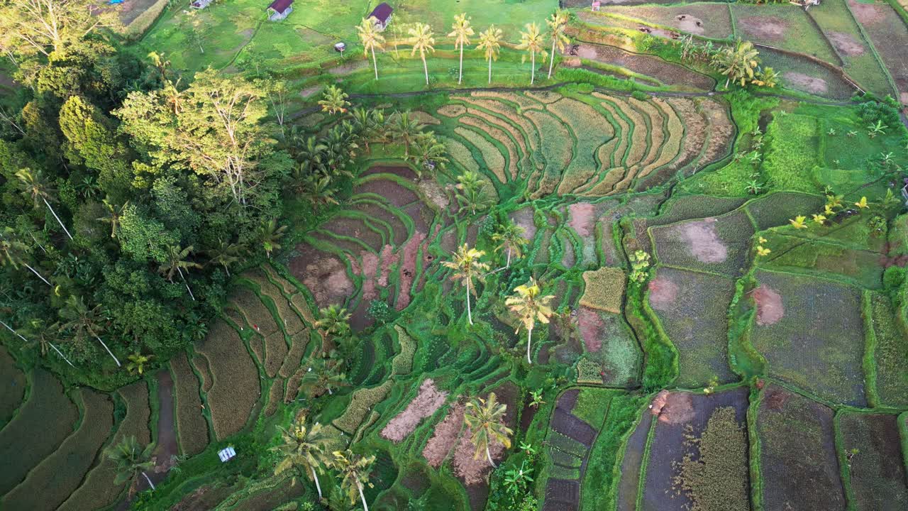 Drohnenaufnahme von oben der traditionellen indonesischen Landwirtschaft mit geschichteten Reisfeldern am Hang, umgeben von Dschungelvegetation, kleinen Bauernhütten und einer organischen grünen Landschaft in sanfter Morgensonne.