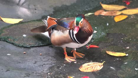 pato mandarín macho