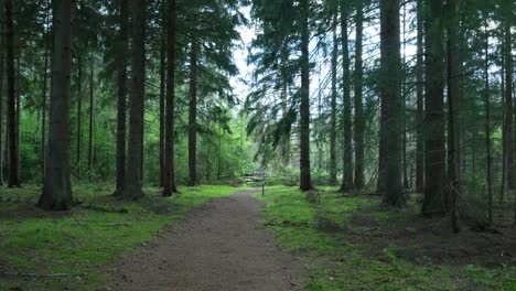 forest path in a pinewood