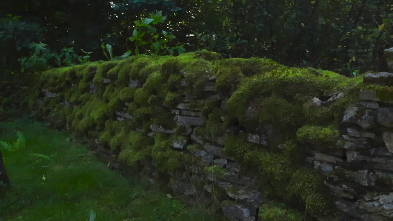 Side panning view along moss covered dry stone wall in a shaded summer garden. Behind the natural fence made of limestones leafy trees and bushes. Traditional Estonian countryside life, rural heritage