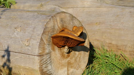 The-lying-trunk-of-an-old-tree-on-which-a-mushroom-grows-and-grass-is-moving-around-in-a-strong-wind-during-a-sunny-day-around-the-Moravian-Tuscany-area-captured-in-4k-60fps-slow-motion