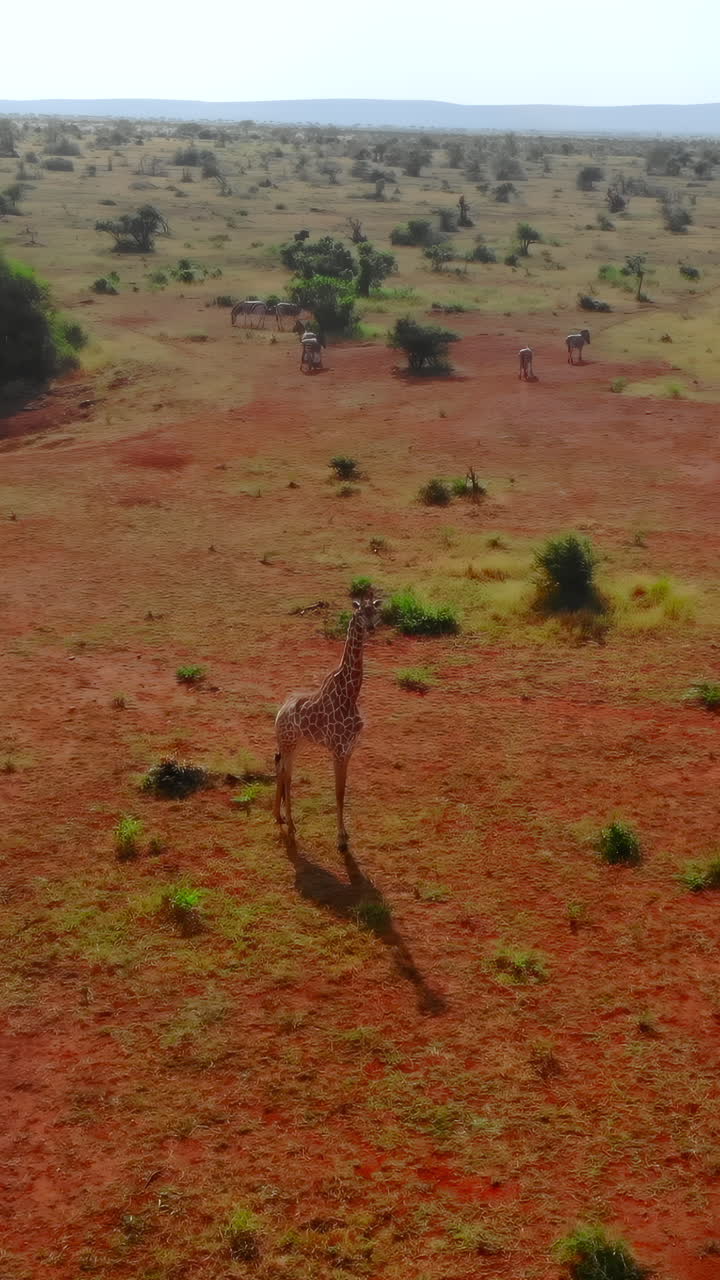 Giraf og zebraer, der strejfer rundt på den vidtstrakte afrikanske savanne