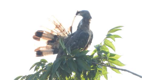 Common-eagle-chilling-on-tree-UHD-MP4-4k-