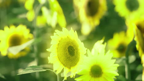 vibrant sunflowers blooming in a sunlit field during a warm summer day