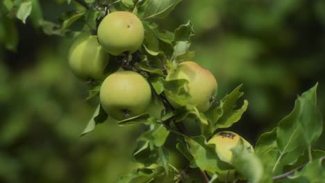 close up of a green apple tree branch full of apples swaying in the wind