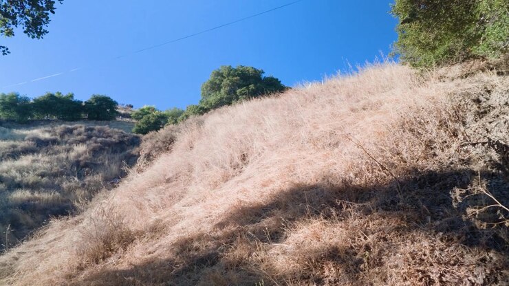 Gentle pan and tilt revealing golden dry grass and natural vegetation on a sunny mountainside at Dragon Mountain.