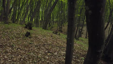 Wandern-Auf-Einem-Trail-Wald